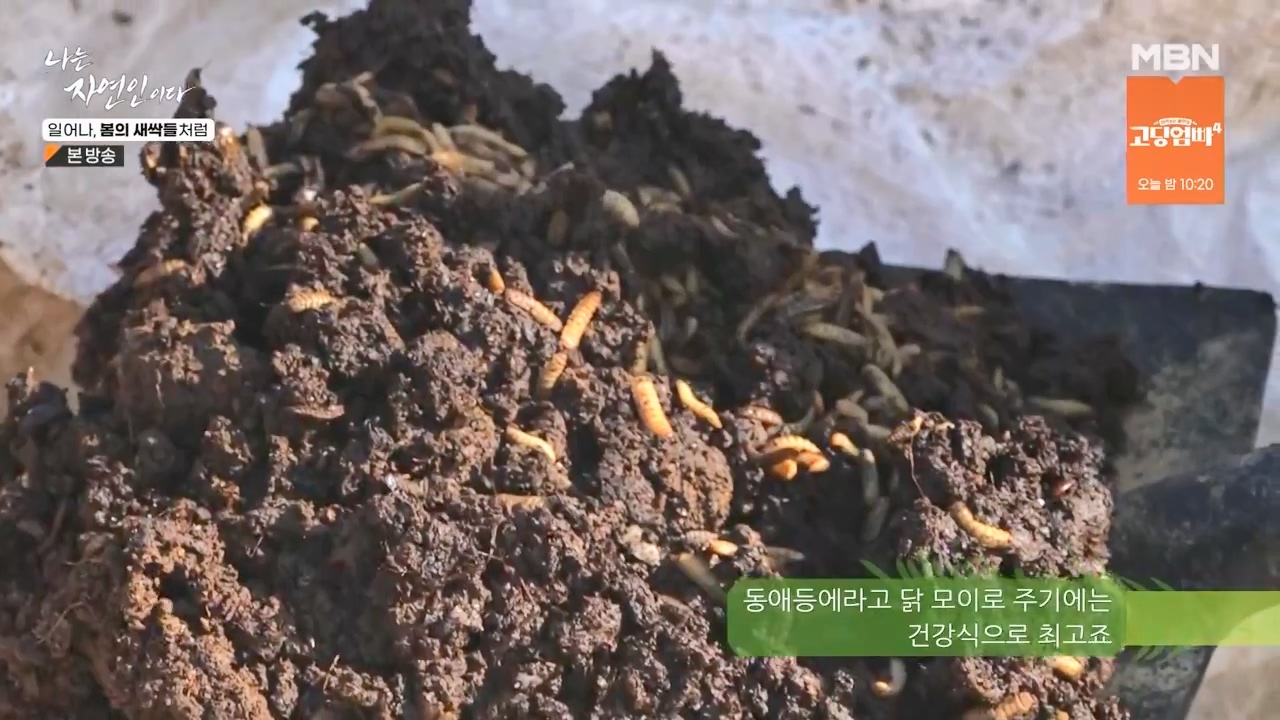나는 자연인이다.E593.240215p-NEXT.mp4_20240215_200043.433.jpg