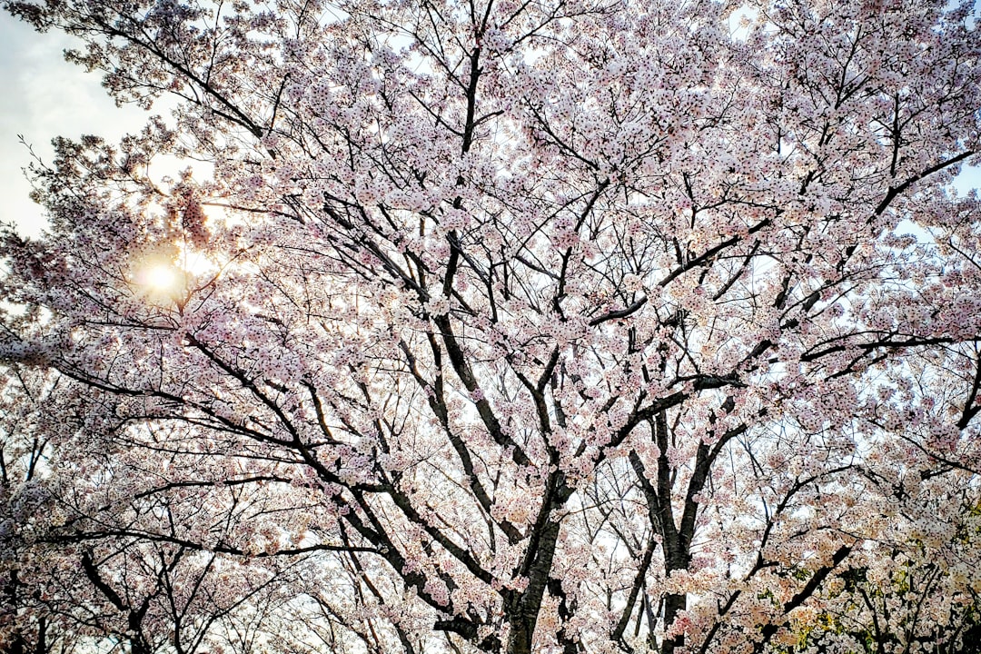 Gyeongju Cherry Blossom.