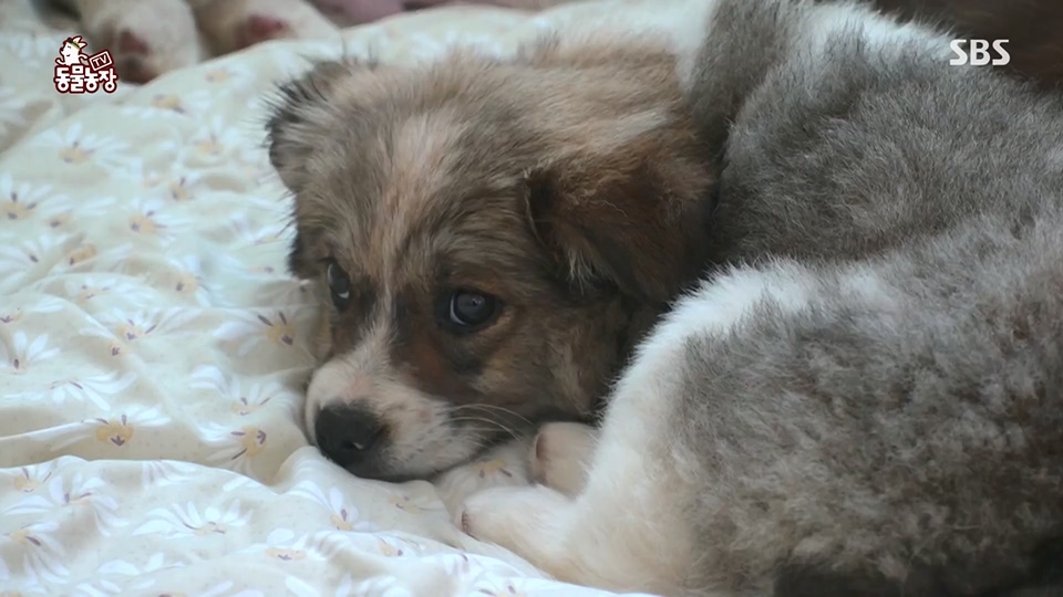 TV 동물농장.E1124.230611p.H264-F1RST.mp4_20230611_173541.592.jpg