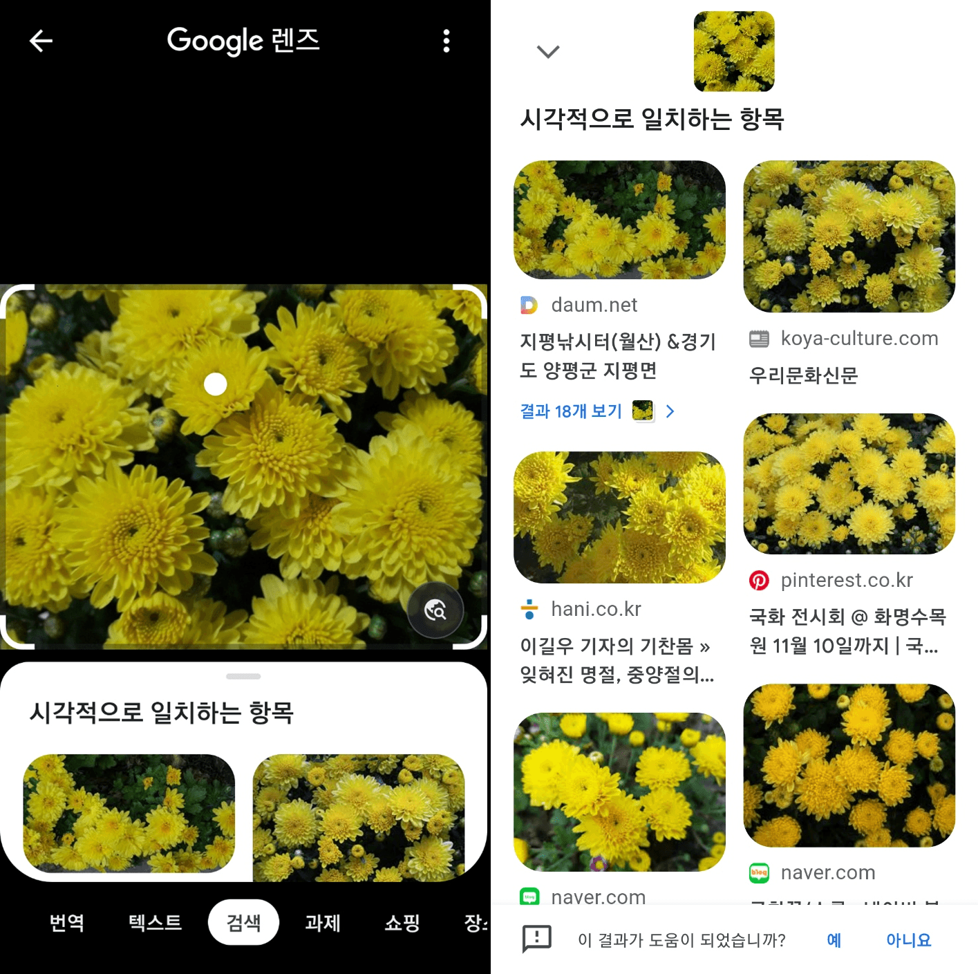 구글에서 국화 사진으로 검색 결과