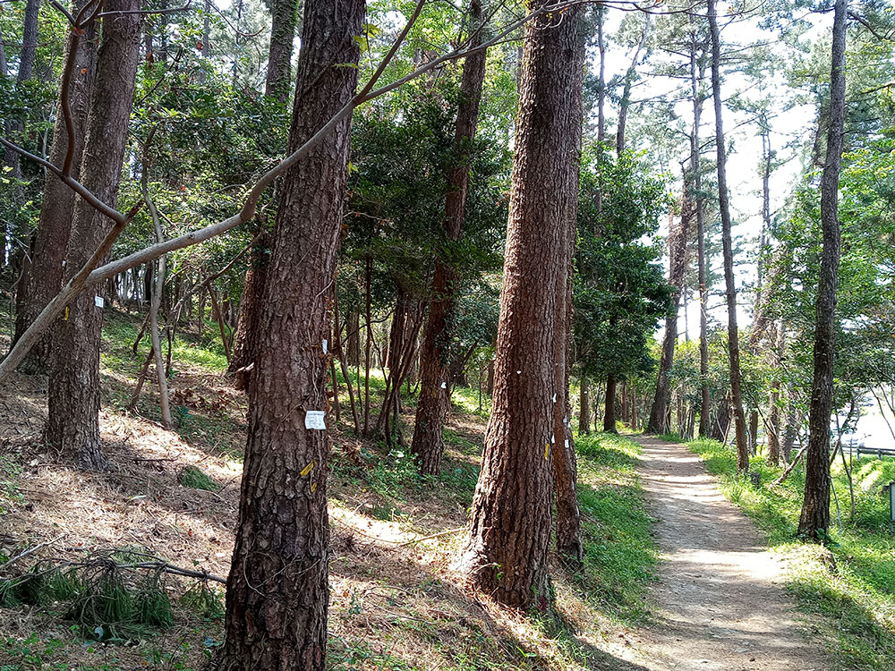 올레길 16코스: 수산봉 소나무숲길
