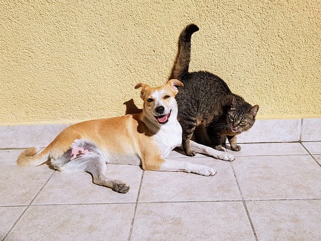 발효를 활용한 반려동물 식품 – 강아지 &amp; 고양이를 위한 프로바이오틱스