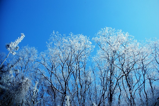 겨울의 나무