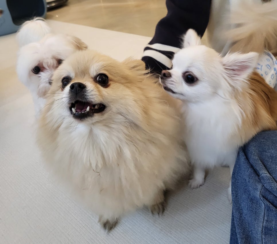 어야가자 이미지