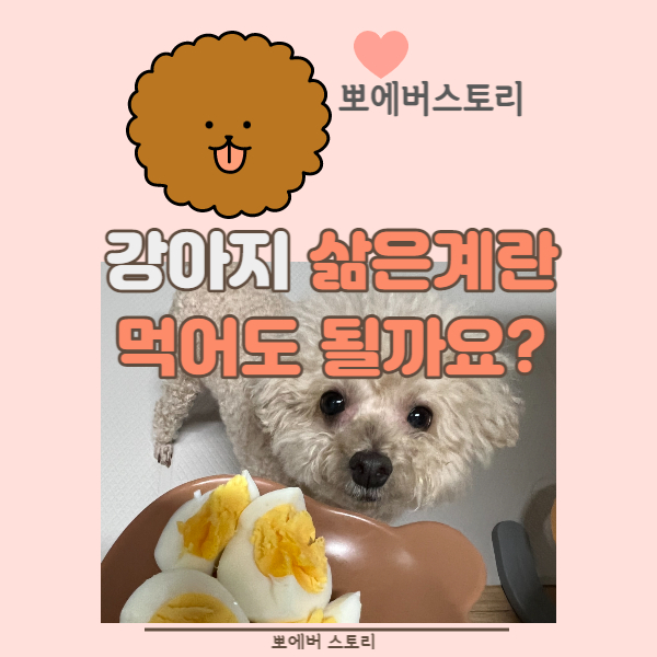  강아지삶은계란 강아지 계란 먹어도 되나요?