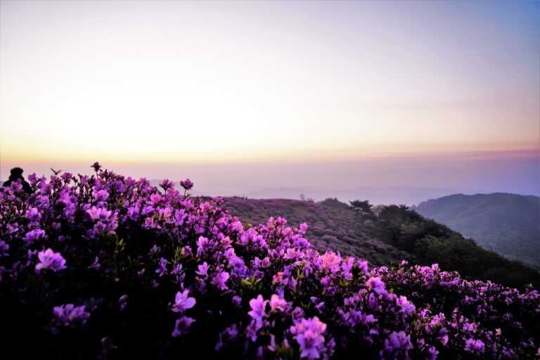 황매산 철쭉축제 사진