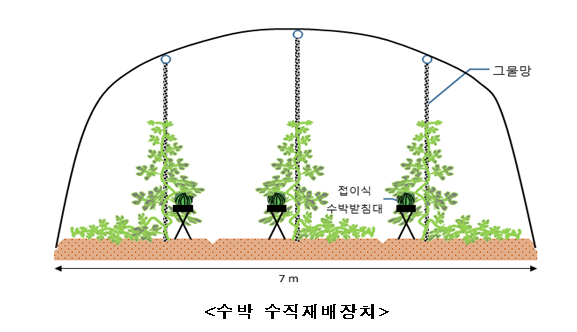  [농촌진흥청] 수박, 이제 서서 재배한다(수박 수직재배장치 개발… 노동 강도는 절반‧생산량은 2배)