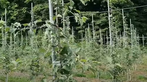 사과나무-재배법-유인작업-수형-세장방추형-방추형-왜성주간형