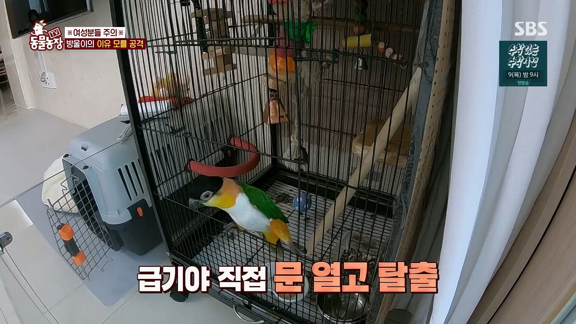 TV 동물농장.E1110.230305p.H264-F1RST.mp4_20230305_183145.276.jpg