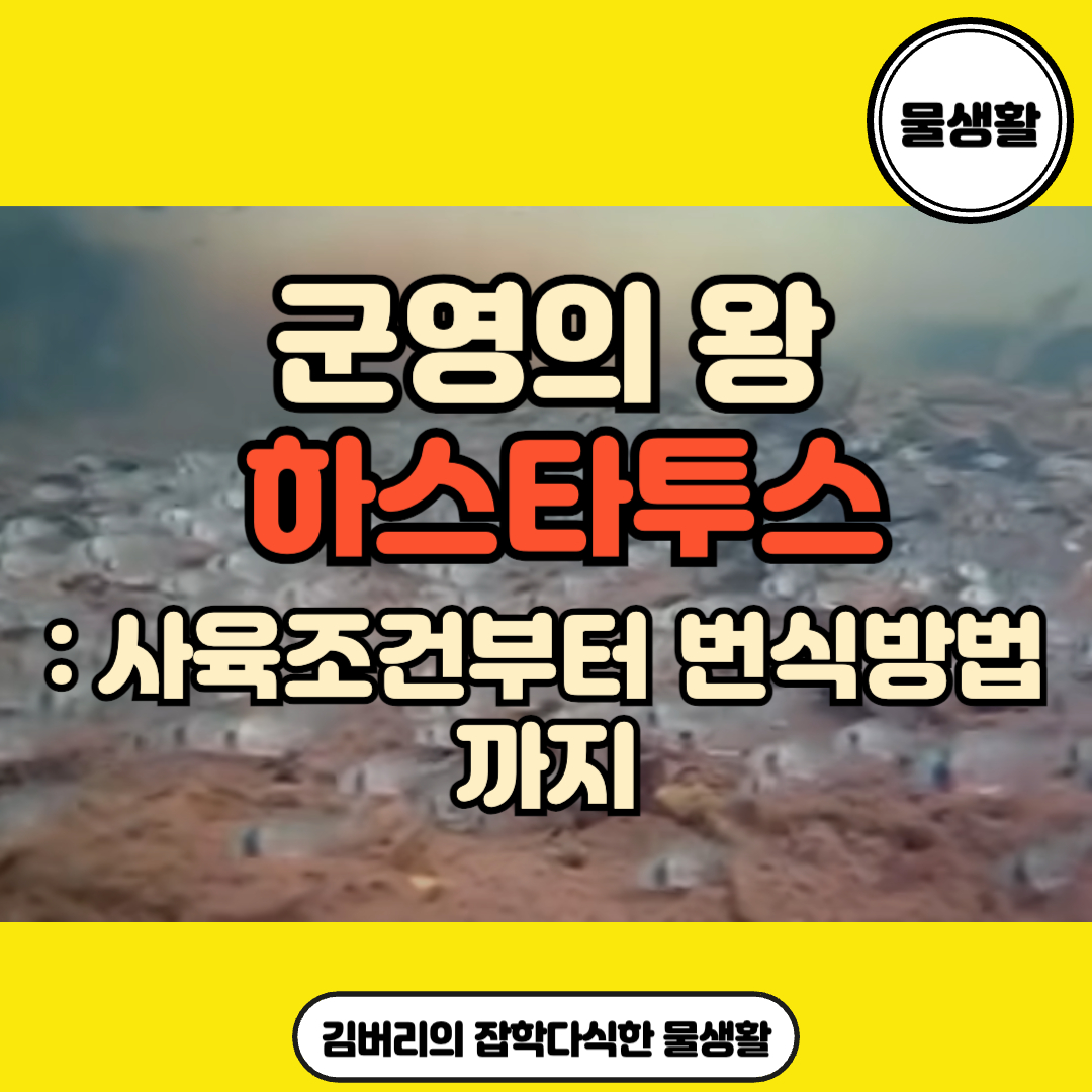 군영의 왕 하스타투스