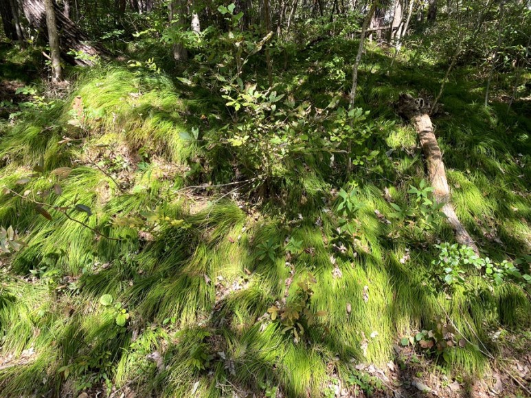 직소 [부안/변산면] : 변산반도국립공원 36