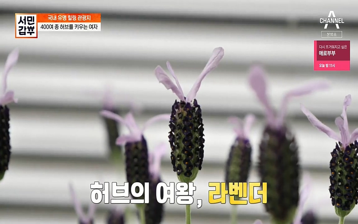 서민 갑부.E380.220424p-NEXT.mp4_20220424_181930.148.jpg