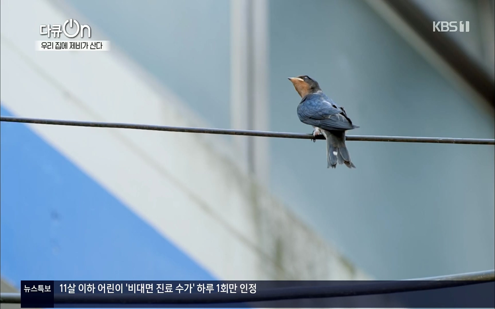 다큐 On.E143.220610p.H264-F1RST.mp4_20220613_202646.291.jpg
