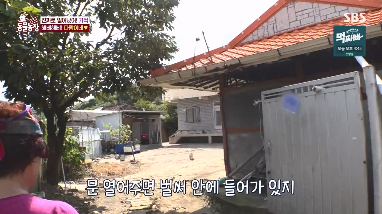 TV 동물농장.E1140.231009p-NEXT.mp4_20231008_174822.284.jpg
