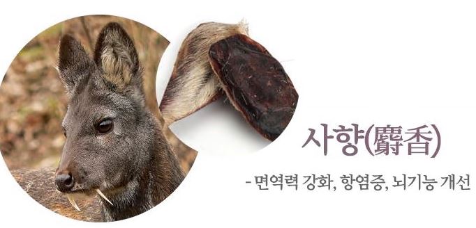 공진단-효능-사향