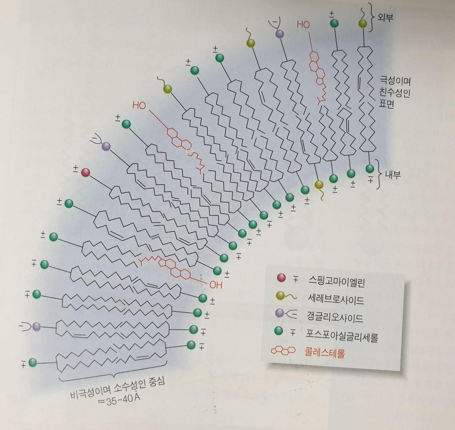 지질 이중막