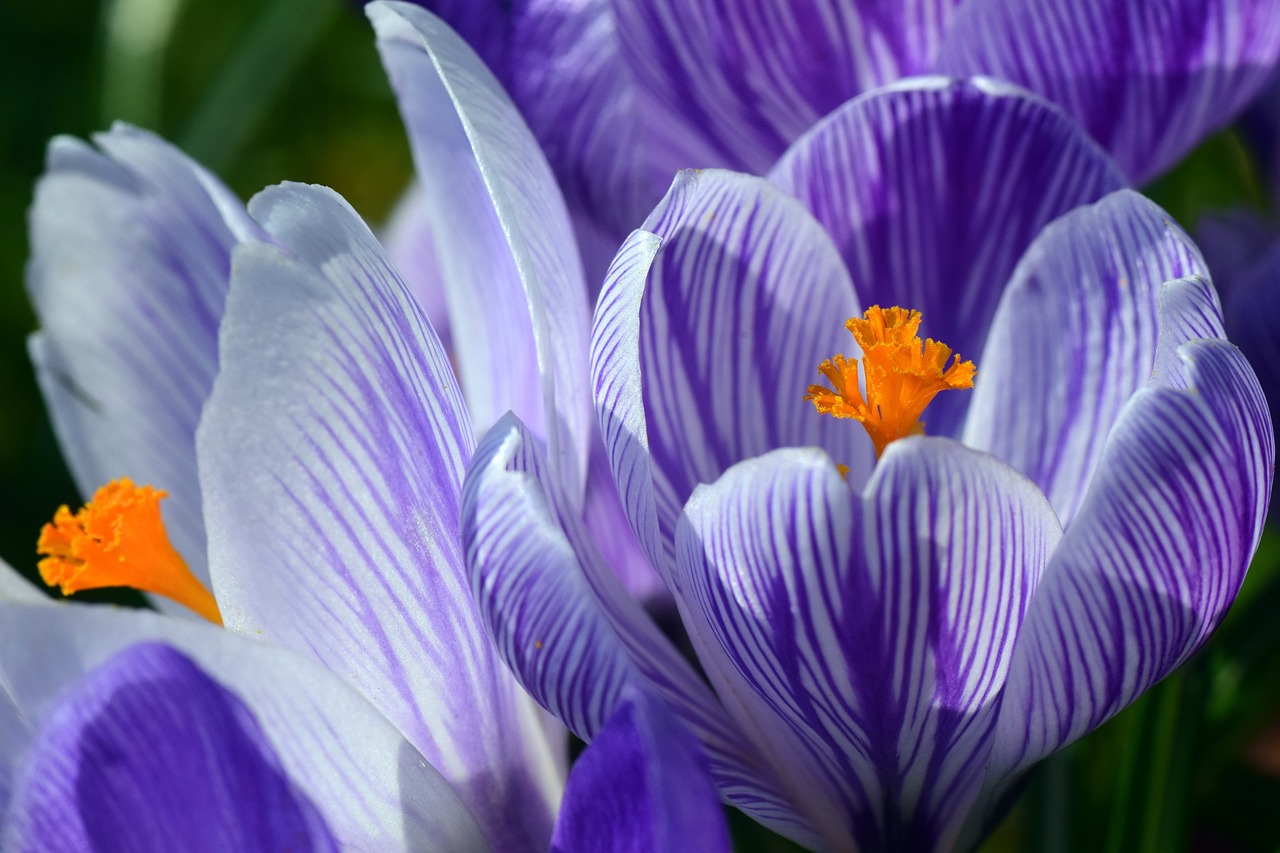  가을에 피면 샤프란, 봄에 피면 크로커스(crocus)