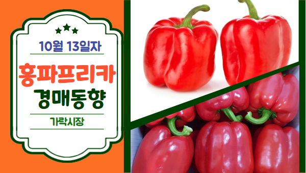  [경매사 일일보고] 10월 13일자 가락시장 홍파프리카 경매동향을 살펴보겠습니다!