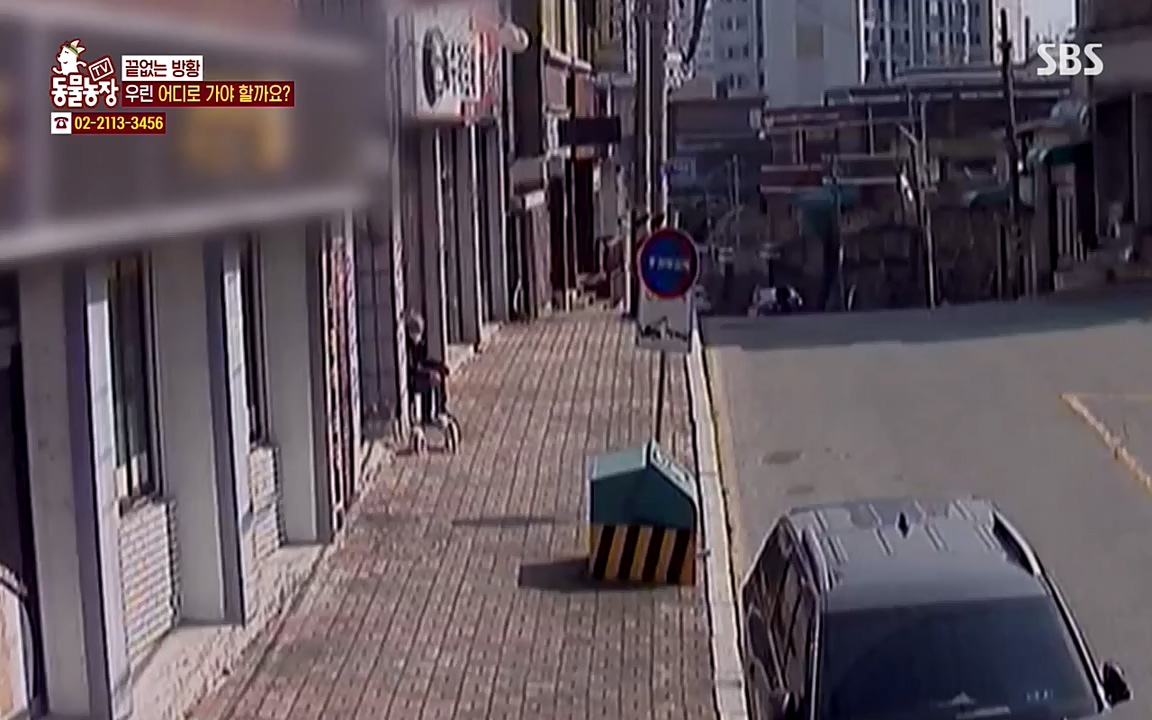 TV 동물농장.E1065.220418p-NEXT.mp4_20220417_181316.494.jpg