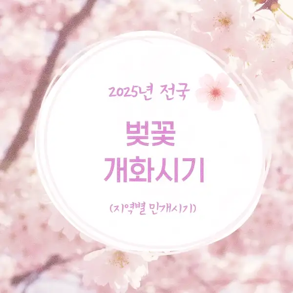 2025년 전국 벚꽃 개화시기 지역별 만개시기