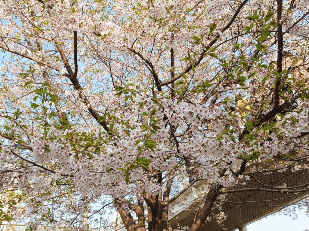 서울숲 벚꽃 만개