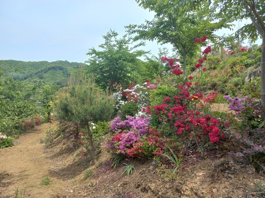 옥천 부소담악 미르정원에 핀 철쭉 등