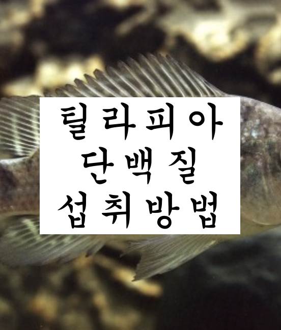  틸라피아 생선 단백질 섭취 방법