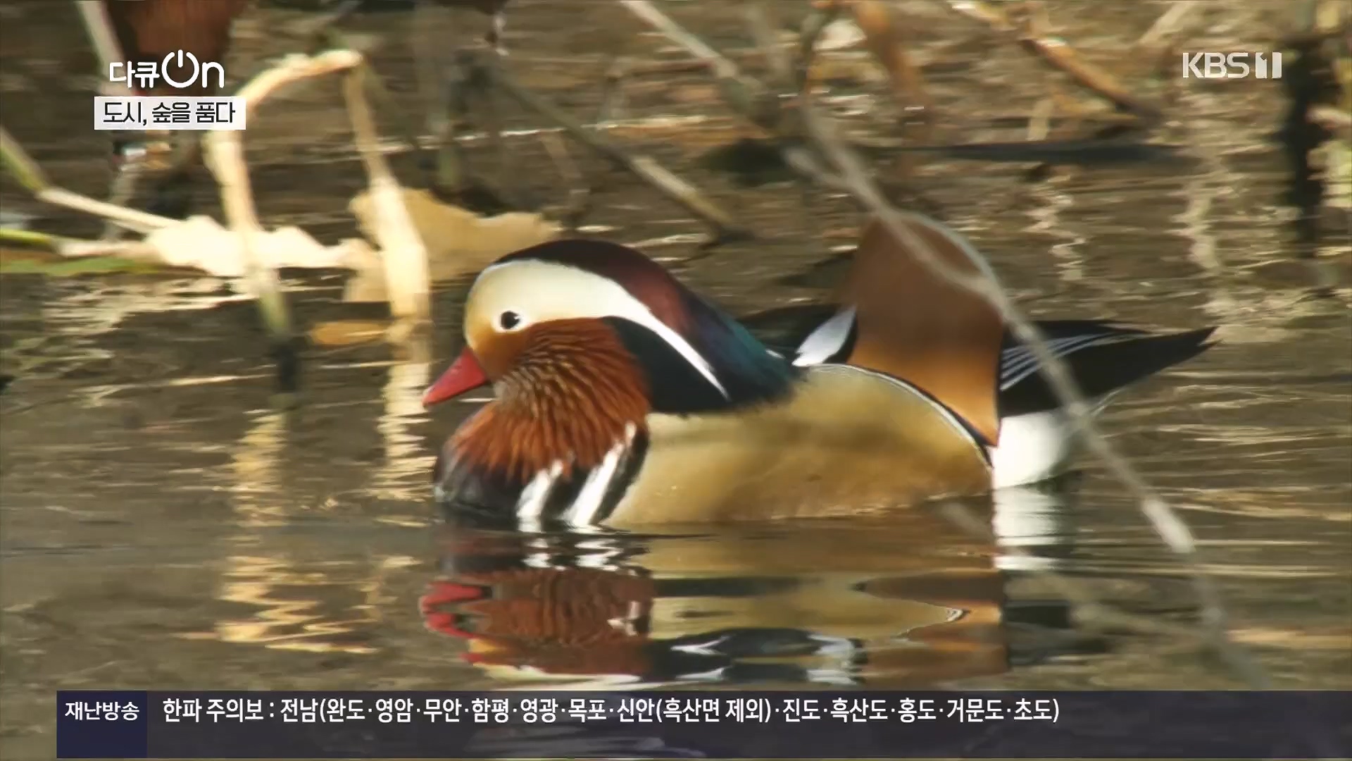 다큐 On.E232.231216p.H264-F1RST.mp4_20231220_212236.179.jpg