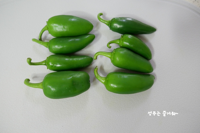 아파트 정원작물 할라페노 고추 재배, 고추씨 심기, 묘목 심기, 수확, 피클 만들기 15