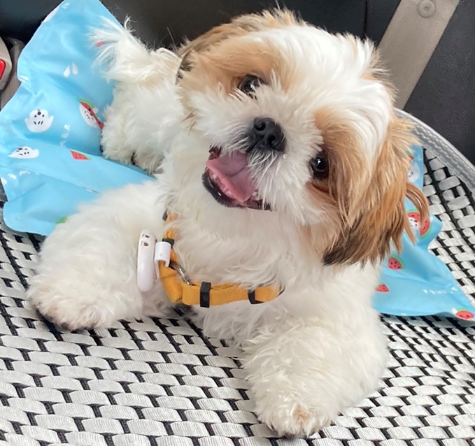 애견미용 여름맞이 애견미용 강아지 미용 천안 애견미용 [지켜주는 강아지] 천안역 5