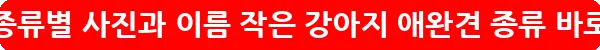 강아지 종류별 사진과 이름 작은 강아지 애완견 종류_15