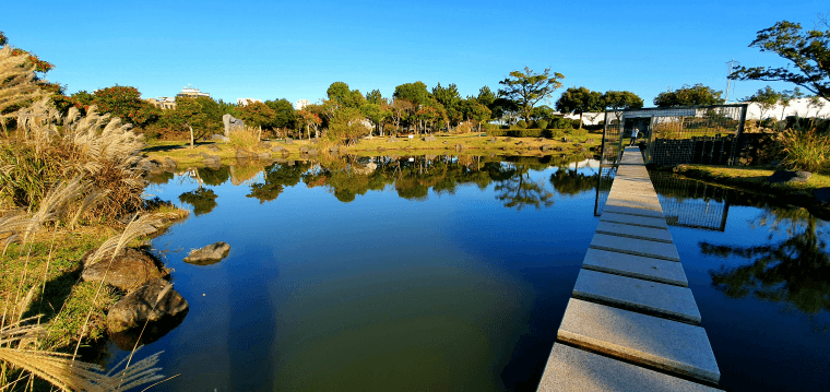공원 내 투명한 연못 사진. 주변 나무들이 물에 투영 됨