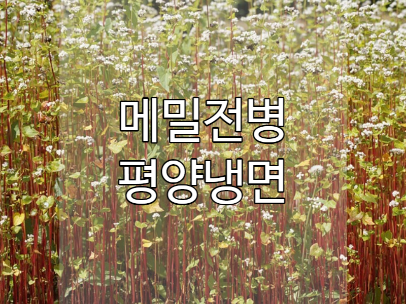  메밀 추수 가을 햇 메밀 수확하기!