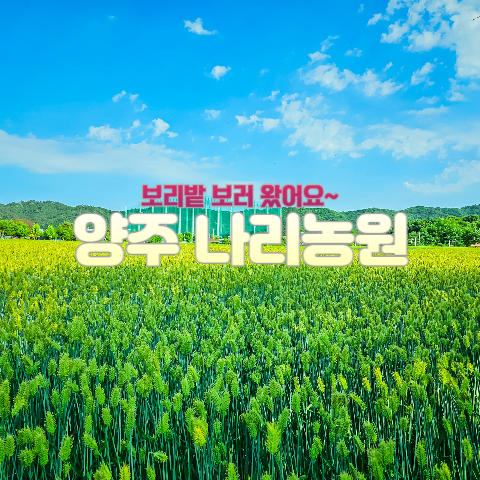  2024 양주 나리농원 : 보리밭 보러 왔어요~