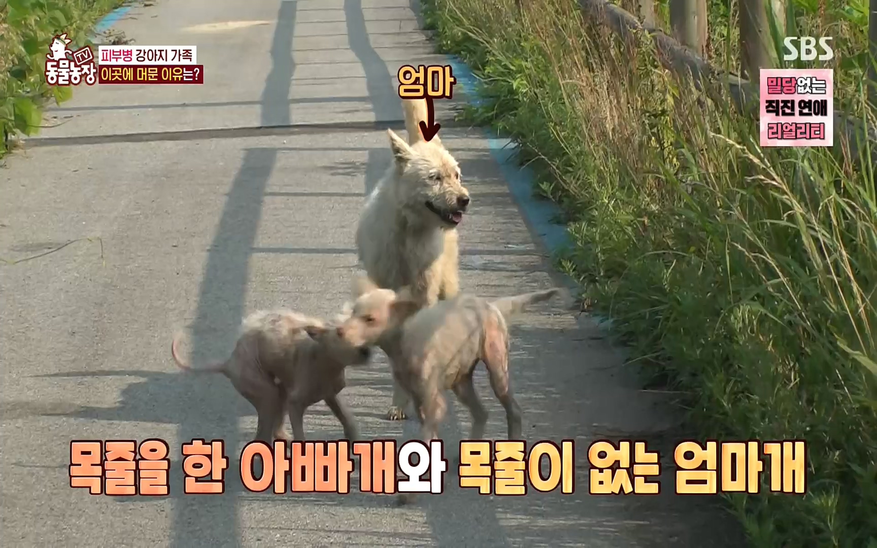 TV 동물농장.E1081.220807p.H264-F1RST.mp4_20220807_213639.960.jpg