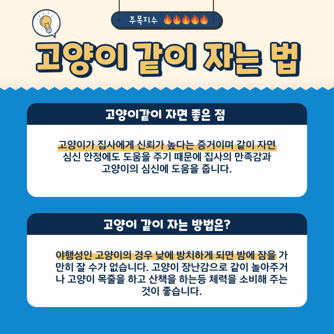 고양이가 좋아하는 잠자리