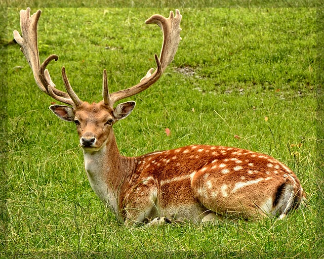 녹용 효능