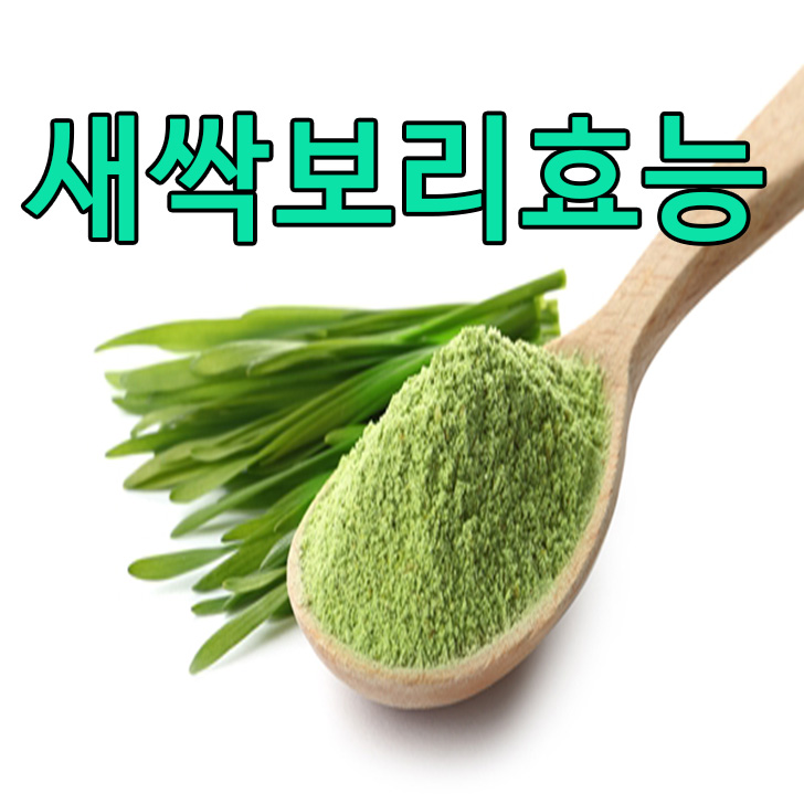  새싹보리 효능 복용법
