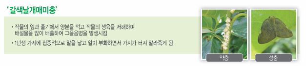 농약 살충제 빅카드 효과, 사용 방법, 가격 정보 알아보기(진딧물, 뿌리파리, 갈색날개매미충, 꽃매미, 미국선녀벌레 제거제)