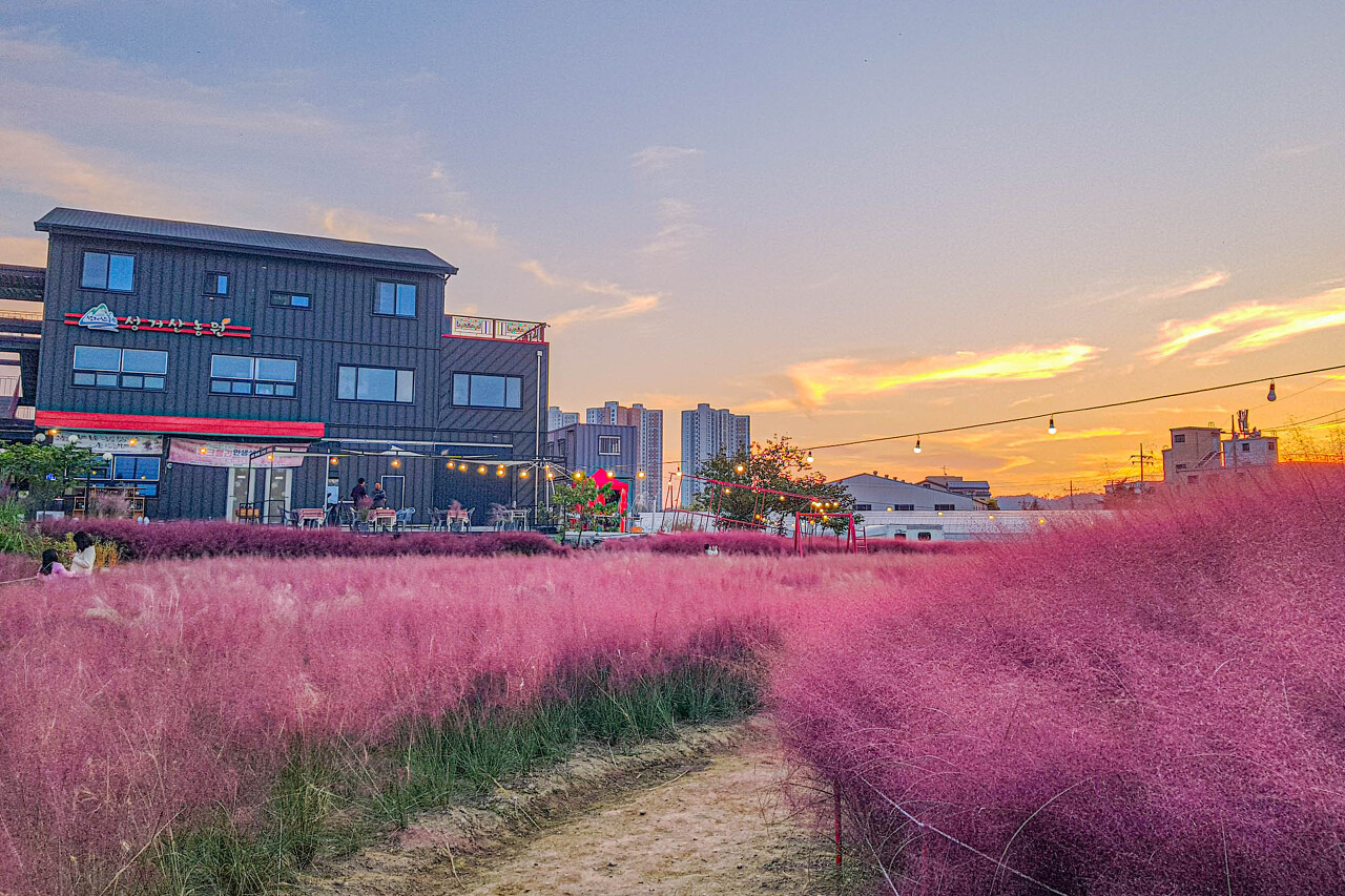 충남 천안 성거산 농원 핑크뮬리