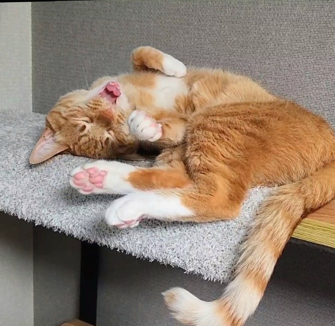 핑크젤리 고양이