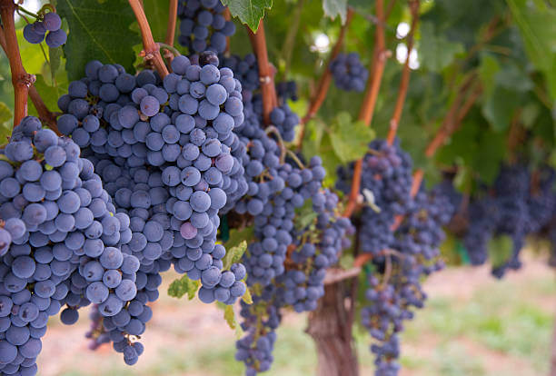 Merlot grapes