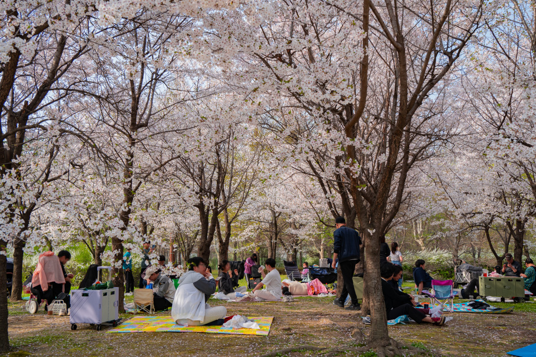 수원 서호공원 벚꽃 피크닉