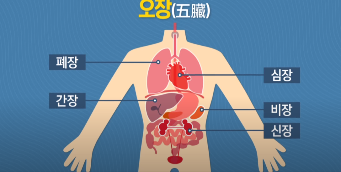  오장육부의 대표적인 기능