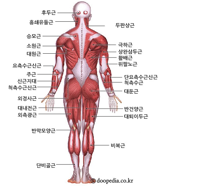 필라테스 해부학] 하지의 근육 용어 정리 /하지 근육 기시(Origin),정지(Insertion),작용(Action)