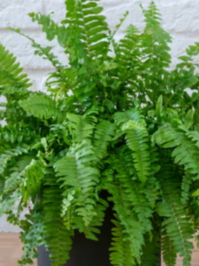 반려식물 추천 방안 가습 효과 좋은 식물 보스톤고사리 (Boston fern)