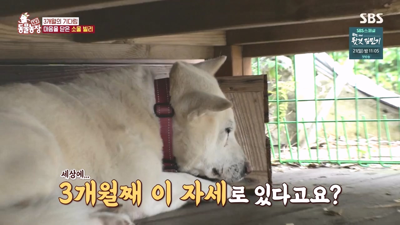 TV 동물농장.E1167.240415p-NEXT.mp4_20240414_160930.369.jpg
