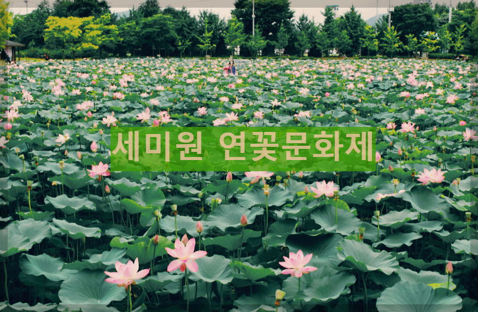  세미원 연꽃문화제 : 연꽃을 보며 마음을 정화하다