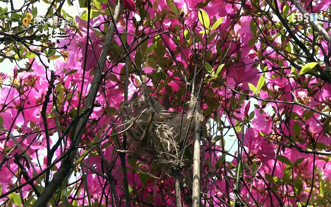 생존 3부_ EBS 다큐프라임_ 220629.avi_20220701_210747.401.jpg