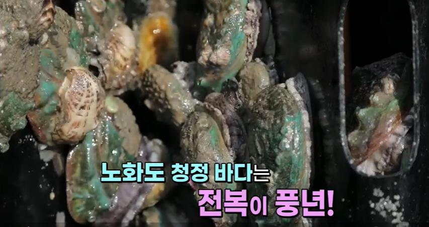  6시내고향 노화도 전복 파는곳 인생은 행복해 노화도전복양식